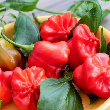 Mad Hatter Pepper Seeds - The Pepper Pantry (Formerly Marie Sharp's)